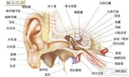 能有效治療耳聾耳鳴的經驗