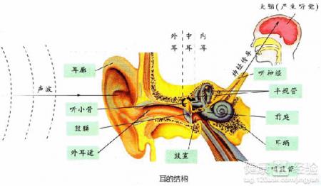 按摩耳部對治療重度神經性耳聾耳鳴有幫助嗎