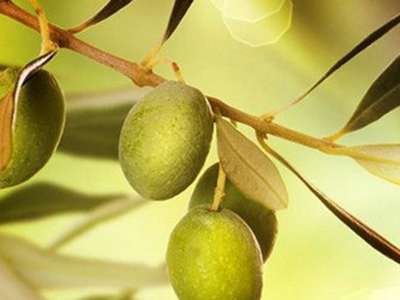 治咽喉腫痛最好的食物 橄榄