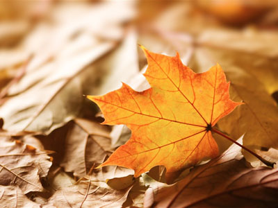 秋天的落葉也能誘發過敏性鼻炎