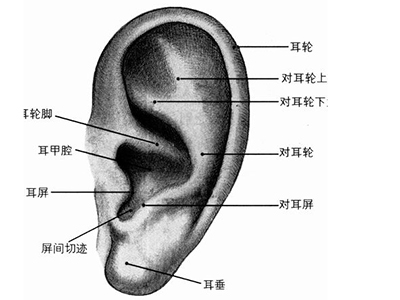 針灸治療耳鳴耳聾有啥“病理”支持？