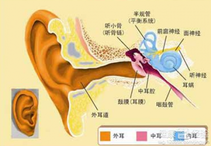 腦積水會導致耳聾嗎