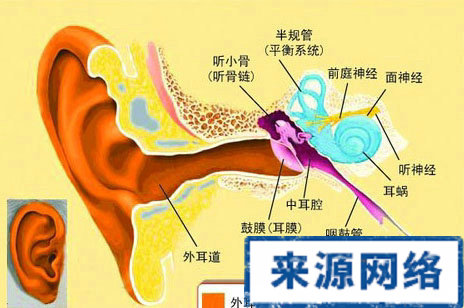 常見的耳部疾病 耳鳴的危害 耳朵構造圖片