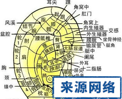 耳穴 中醫 保健 健身 穴位 治療 耳廓 沙眼 便秘 穴位按